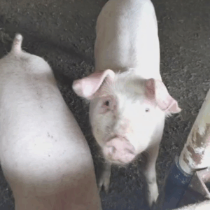 最近の豚ちゃんの様子